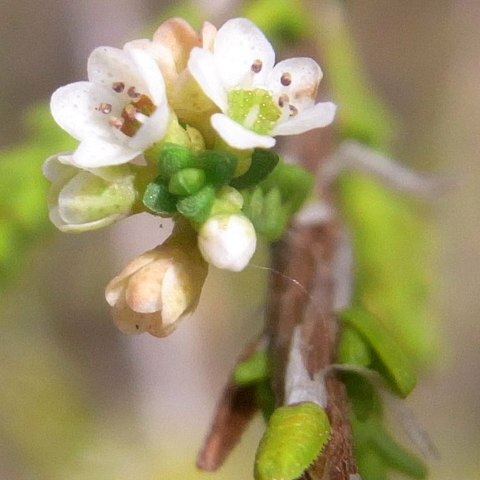 Micromyrtus minutiflora unspecified picture