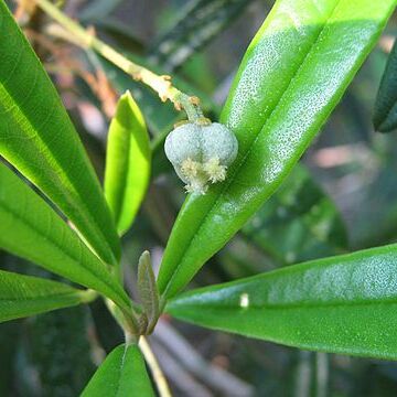 Leucocroton unspecified picture