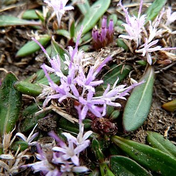 Platycarphella parvifolia unspecified picture