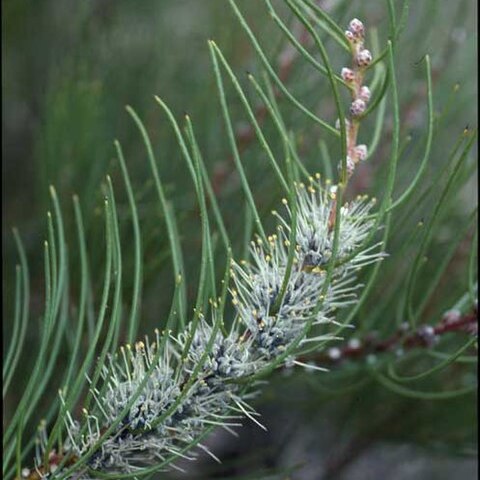 Hakea lehmanniana unspecified picture