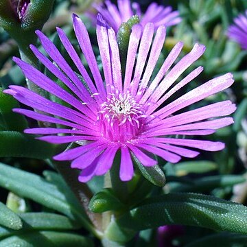 Delosperma lydenburgense unspecified picture