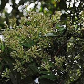 Mikania involucrata unspecified picture