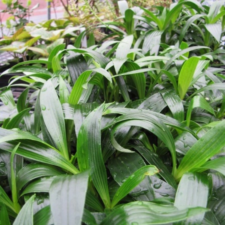 Plantago princeps unspecified picture