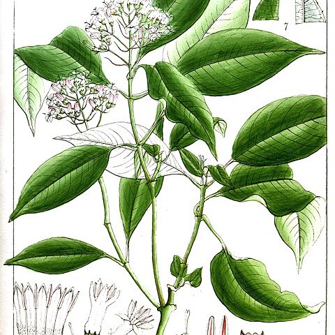 Hedyotis lawsoniae unspecified picture