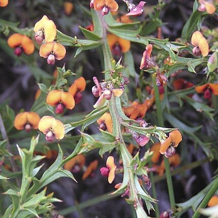 Daviesia trigonophylla unspecified picture