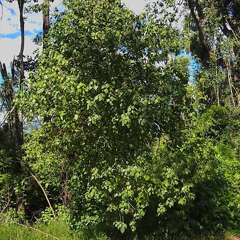 Macaranga involucrata var. mallotoides unspecified picture