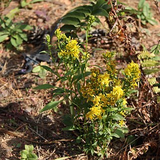 Solidago virgaurea subsp. asiatica unspecified picture