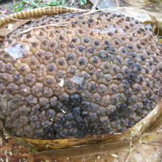 Pandanus julianettii unspecified picture