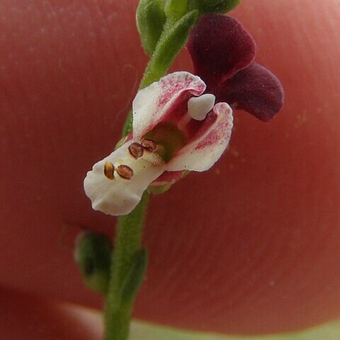 Scrophularia peyronii unspecified picture