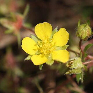 Potentilla fragarioides unspecified picture