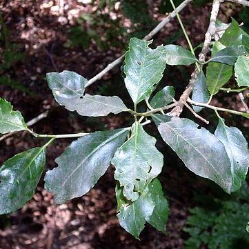 Claoxylon australe unspecified picture