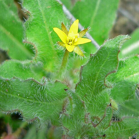 Camissoniopsis unspecified picture