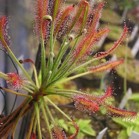 Drosera chrysolepis unspecified picture