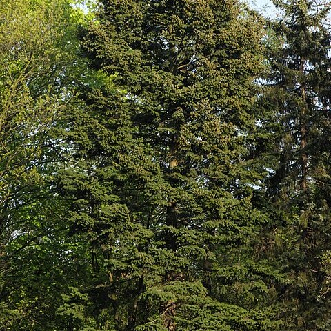 Pseudotsuga menziesii var. menziesii unspecified picture