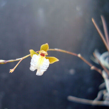 Microepidendrum unspecified picture