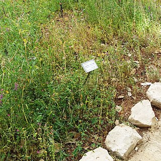 Erodium telavivense unspecified picture