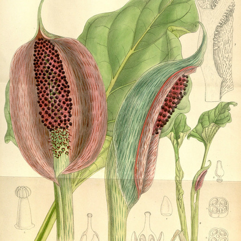 Synandrospadix unspecified picture