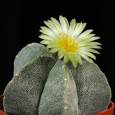 Astrophytum unspecified picture