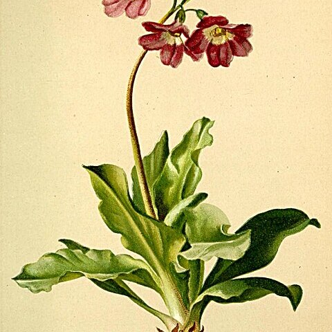 Primula carniolica unspecified picture