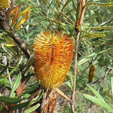 Banksia neoanglica unspecified picture