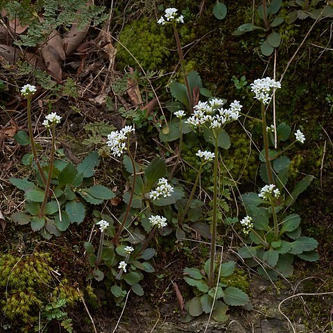 Micranthes virginiensis unspecified picture