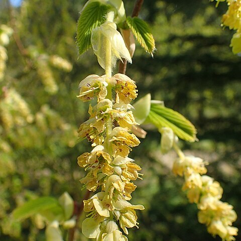 Corylopsis himalayana unspecified picture