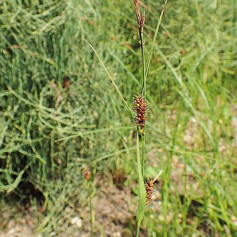 Carex pamirensis unspecified picture