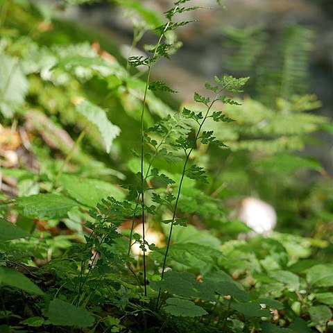 Dennstaedtia wilfordii unspecified picture