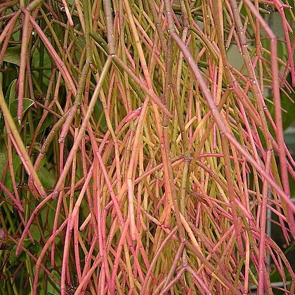 Rhipsalis burchellii unspecified picture