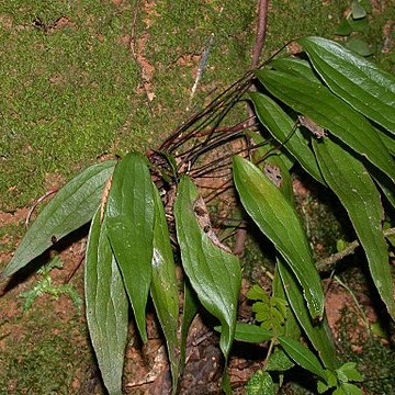 Cheiropleuria bicuspis unspecified picture