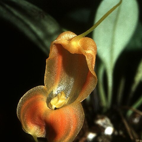 Masdevallia prodigiosa unspecified picture