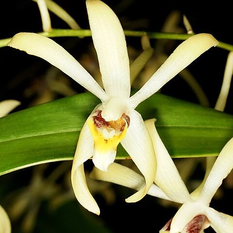 Dendrobium cymbidioides unspecified picture