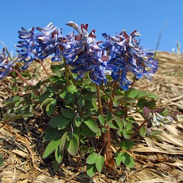 Corydalis fumariifolia unspecified picture