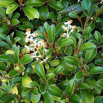 Brachyglottis elaeagnifolia unspecified picture