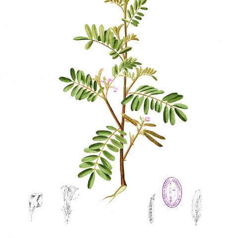 Tephrosia luzoniensis unspecified picture