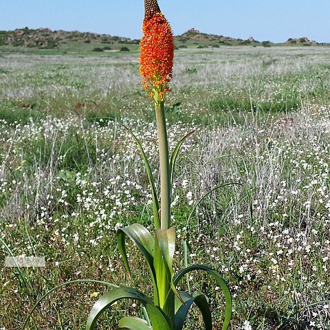 Bulbinella latifolia subsp. doleritica unspecified picture