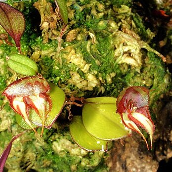 Lepanthes quadricornis unspecified picture