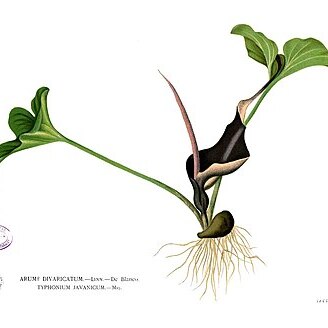 Typhonium roxburghii unspecified picture