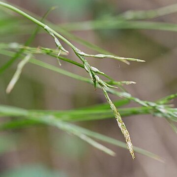 Carex dissitiflora unspecified picture