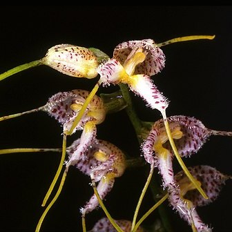 Masdevallia polysticta unspecified picture