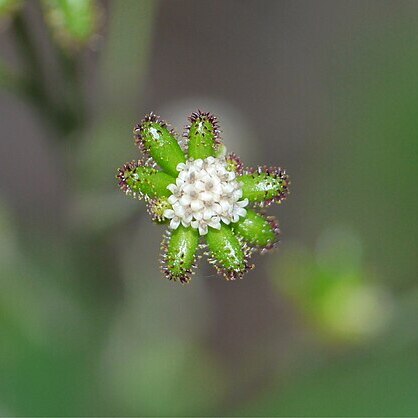 Adenocaulon himalaicum unspecified picture