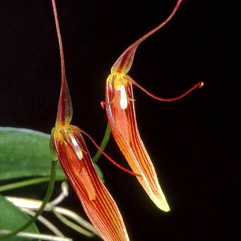 Restrepia trichoglossa unspecified picture