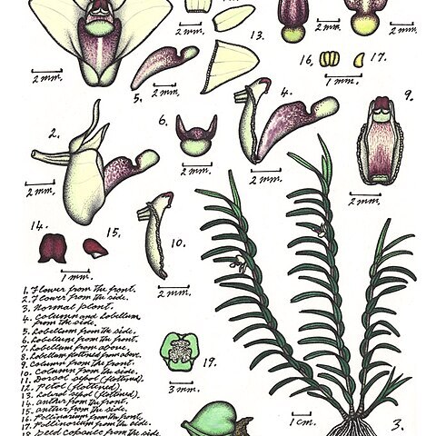 Dendrobium malbrownii unspecified picture