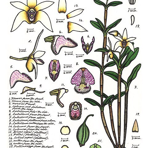 Dendrobium finniganense unspecified picture