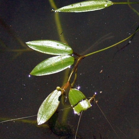 Potamogeton cristatus unspecified picture