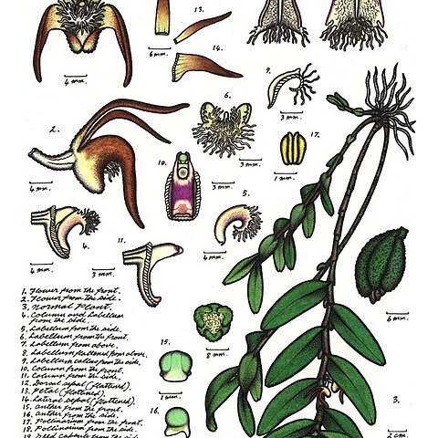 Dendrobium cancroides unspecified picture