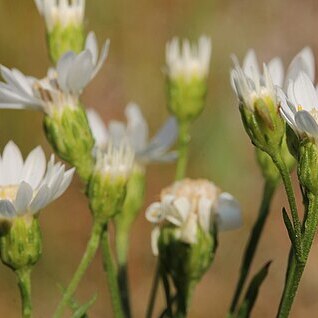 Solidago ptarmicoides unspecified picture