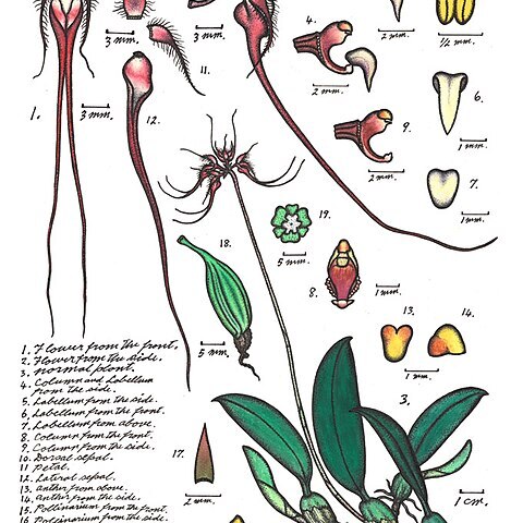 Bulbophyllum gracillimum unspecified picture