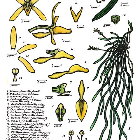 Taeniophyllum malianum unspecified picture