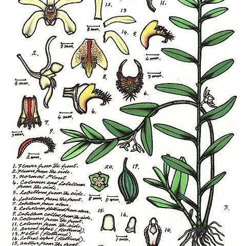 Dendrobium pruinosum unspecified picture